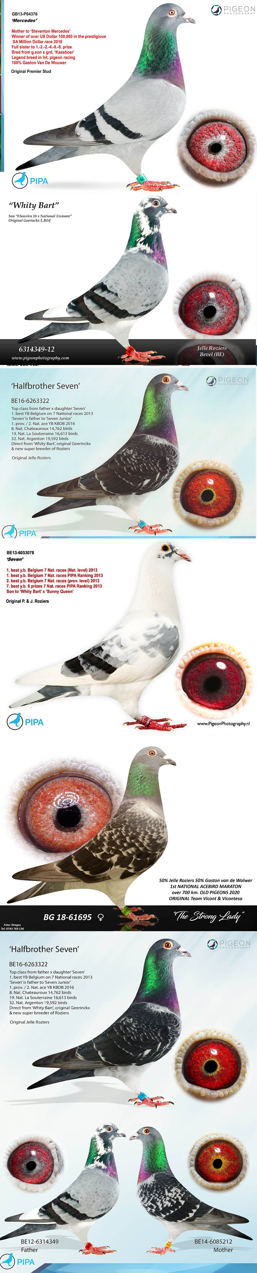BG24-77802 DİŞİ / INBREEDING WHITY BART