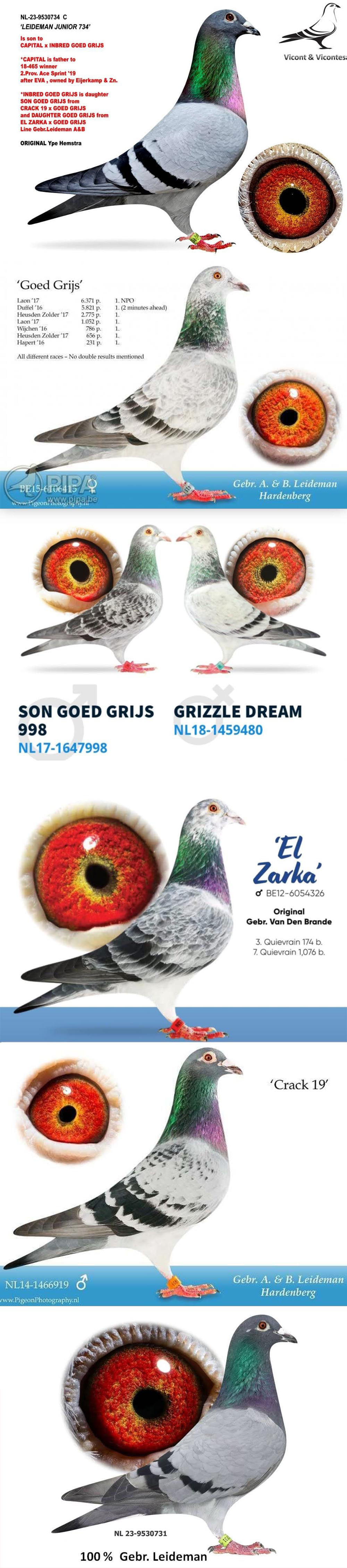 BG24-77809 ERKEK / INBREED GOED GRIJS