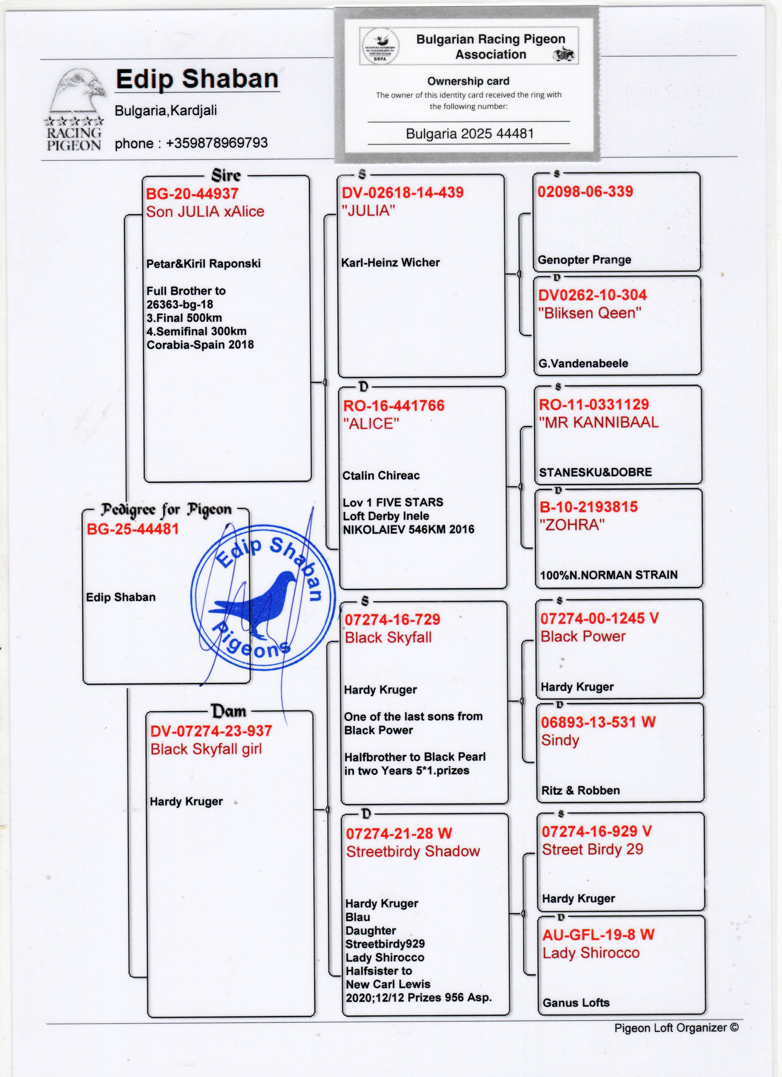 BG25-44481 DİŞİ / JULIA TORUNU ANNESİ HARDY KRUGER BLACK POWER TORUNU