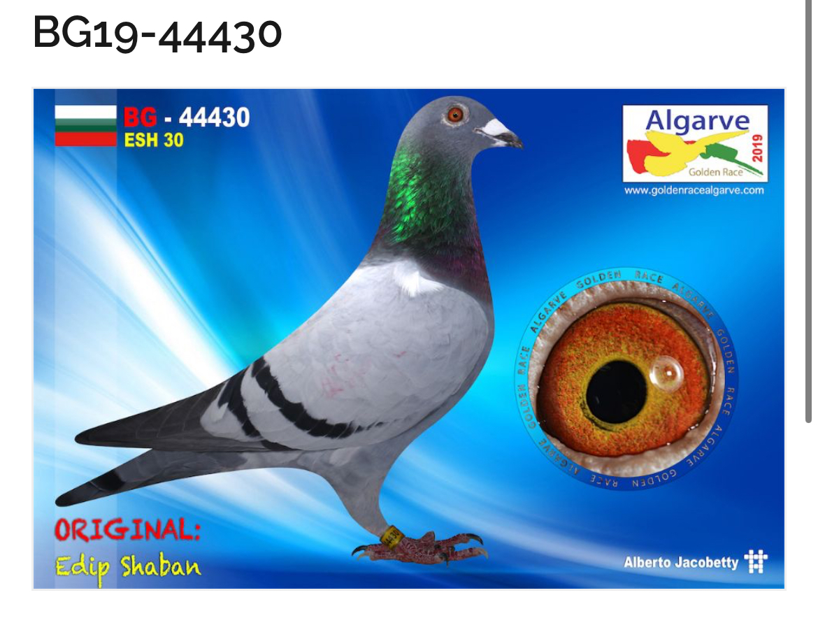 BG25-44489 DİŞİ / TAM KARDEŞİ 1 AS G&Uuml;VERCİN MANİSA ARENA 9 FİNAL 503 KM