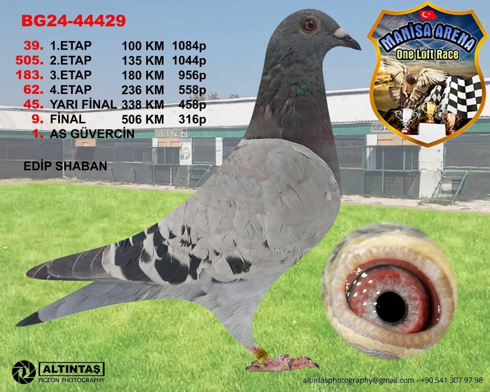 BG25-44490 ERKEK / TAM KARDEŞİ 1 AS PIGEON MANISA OLR - 9 FİNAL 503 KM