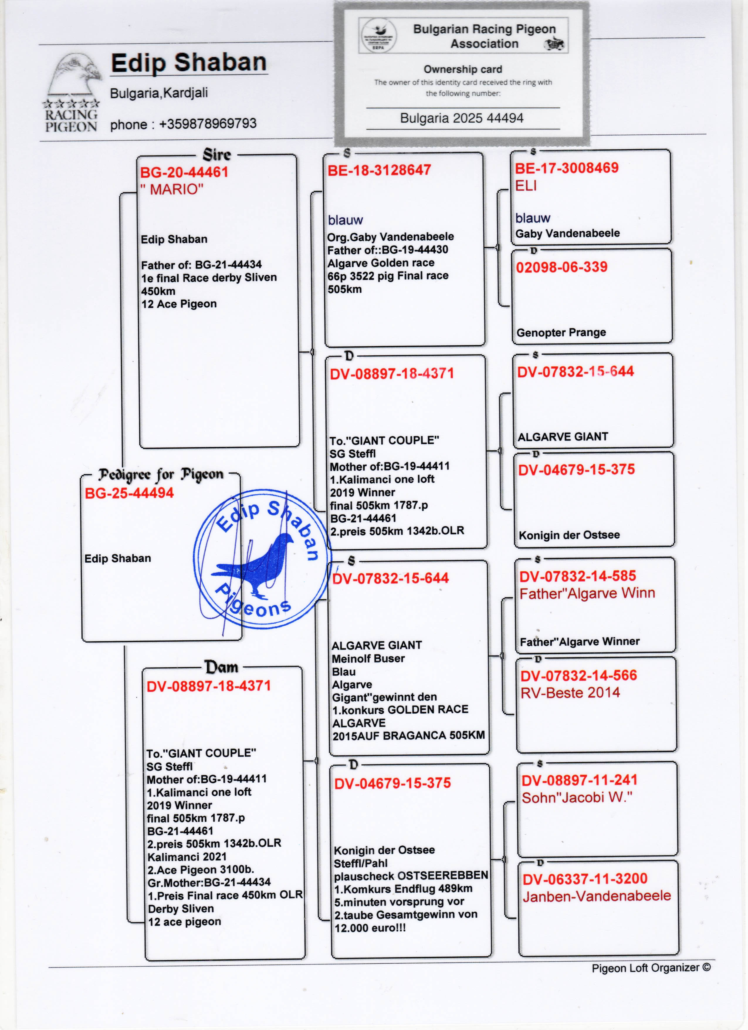 BG25-44494 ERKEK / INBREE GIANT PAIR BABADAN KARDEŞİ 1 FİNAL SLIVAN ANNEDEN KARDEŞİ STAR 11