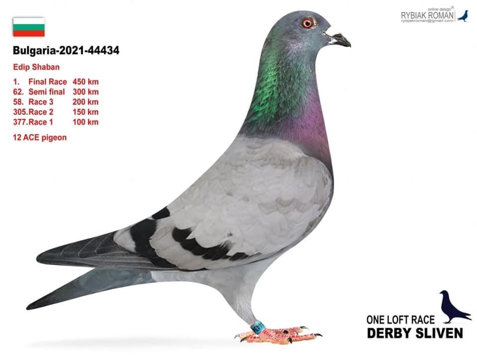 BG25-44494 ERKEK / INBREE GIANT PAIR BABADAN KARDEŞİ 1 FİNAL SLIVAN ANNEDEN KARDEŞİ STAR 11