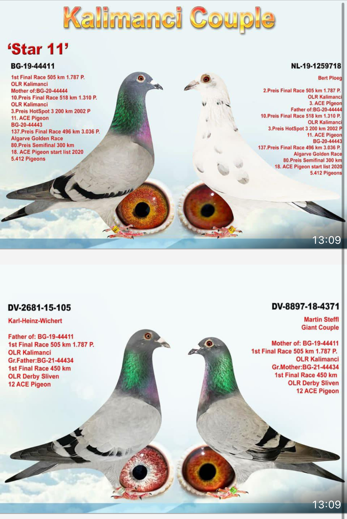 BG25-44494 ERKEK / INBREE GIANT PAIR BABADAN KARDEŞİ 1 FİNAL SLIVAN ANNEDEN KARDEŞİ STAR 11