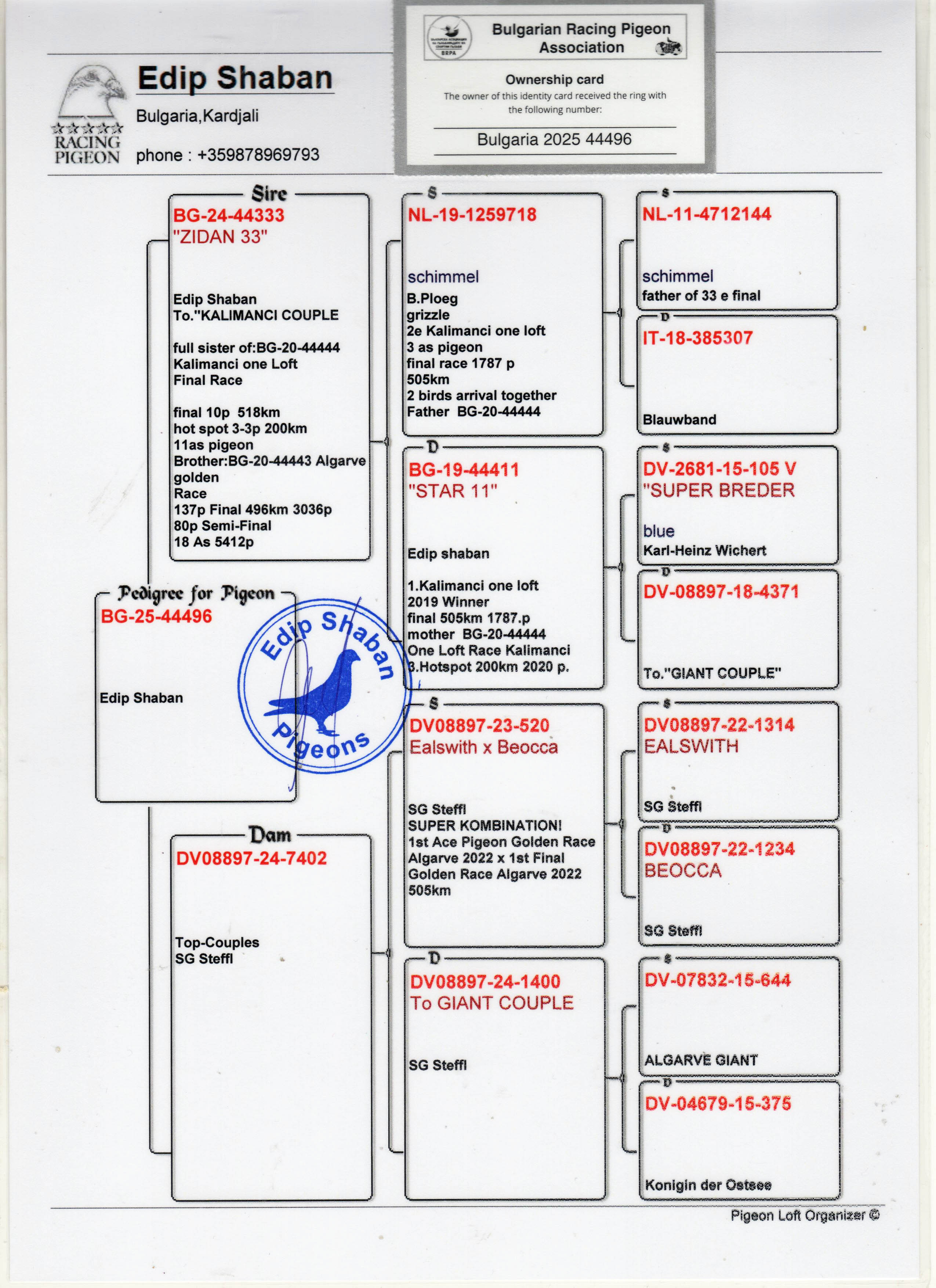 BG25-44496 DİŞİ /  BABASI KALIMANCI COUPLE ANNESİ ALGARVE GIANT - BEOCCA - EALSWITH