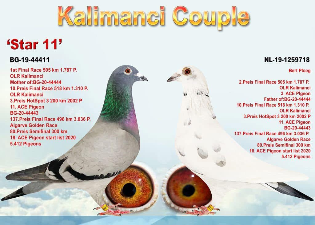 BG25-44496 DİŞİ /  BABASI KALIMANCI COUPLE ANNESİ ALGARVE GIANT - BEOCCA - EALSWITH