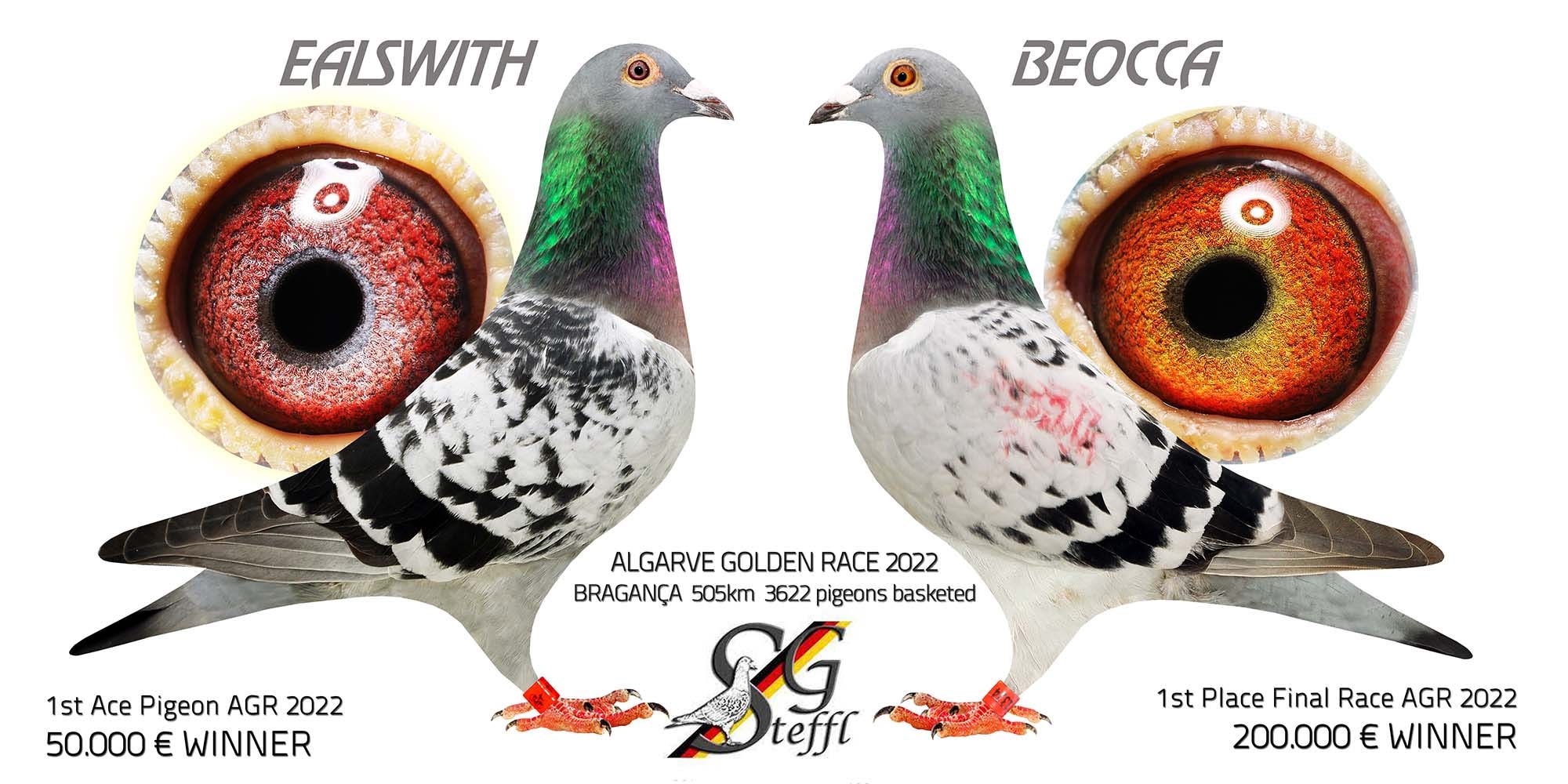 BG25-44496 DİŞİ /  BABASI KALIMANCI COUPLE ANNESİ ALGARVE GIANT - BEOCCA - EALSWITH