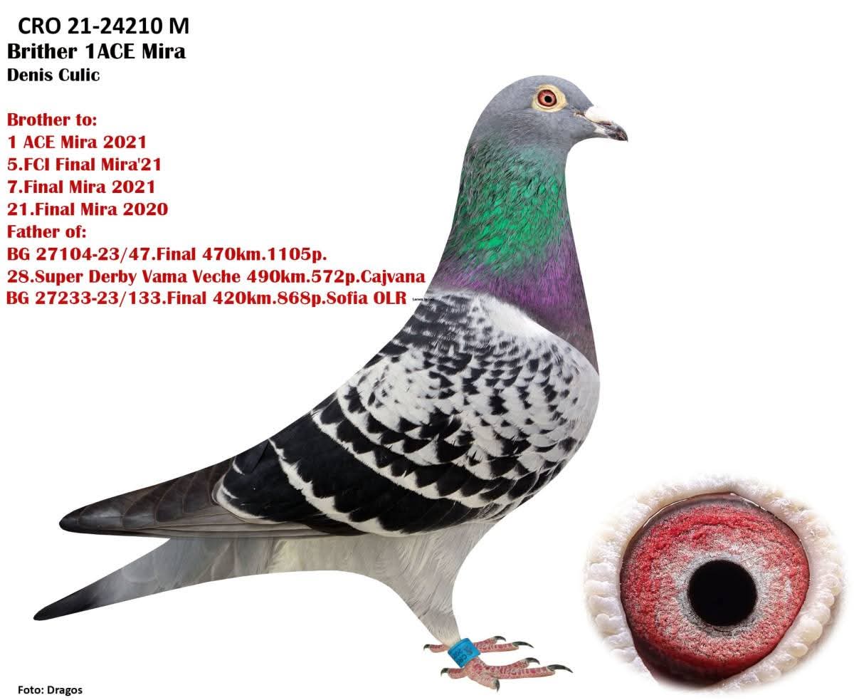 BG25-65296 ERKEK / KENDİSİ 32 FİNAL 460 KM SUPERSTAR - % 100 DENIS CULIC