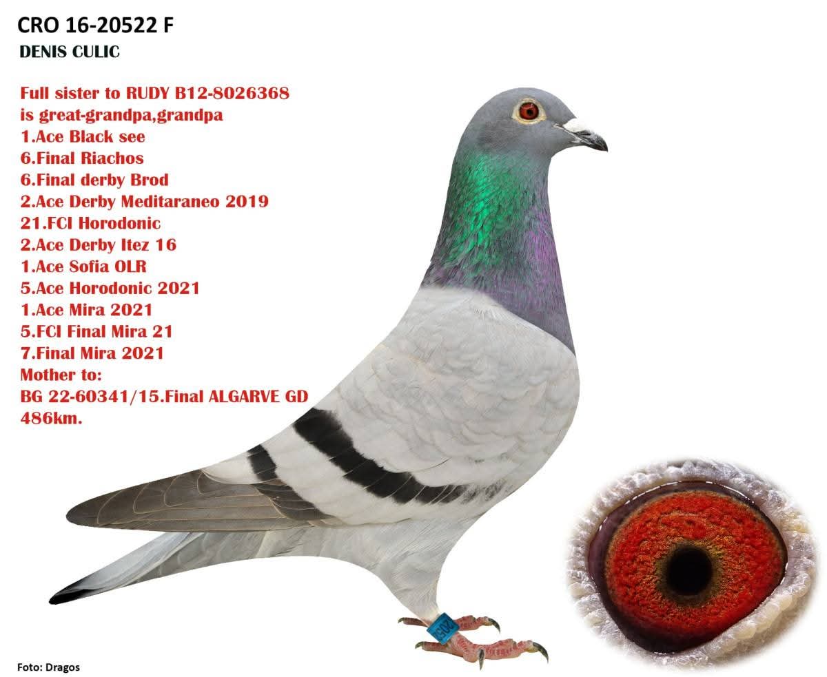 BG25-65296 ERKEK / KENDİSİ 32 FİNAL 460 KM SUPERSTAR - % 100 DENIS CULIC