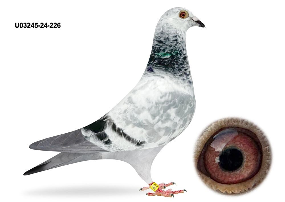 BG25-77091 DİŞİ / GOED GRIJS X PORSCHE