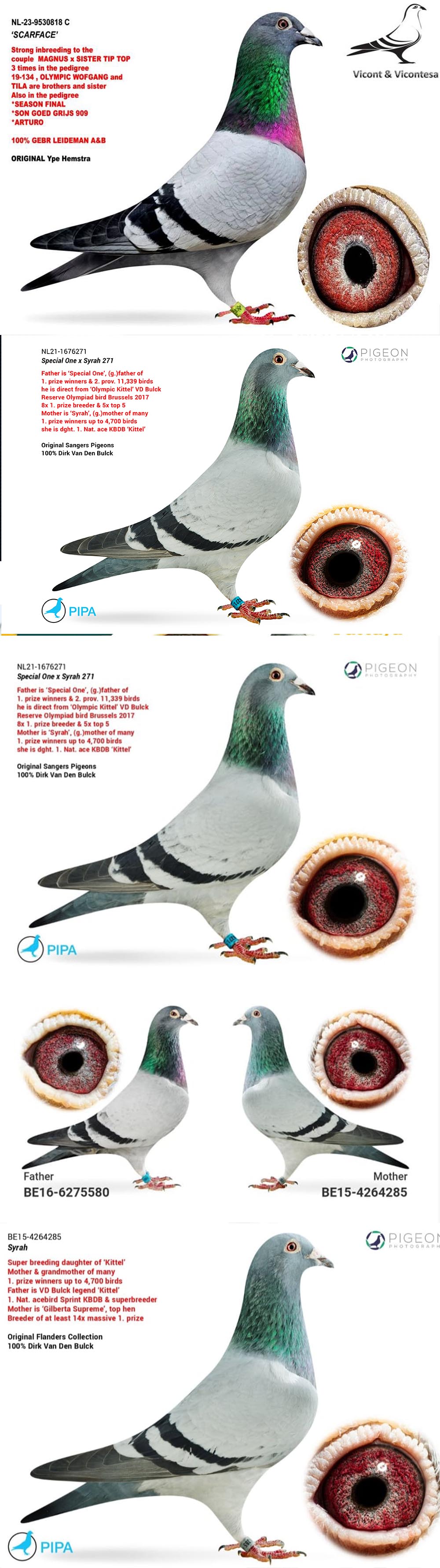 BG25-77146 ERKEK / LEIDEMANN A&B 146