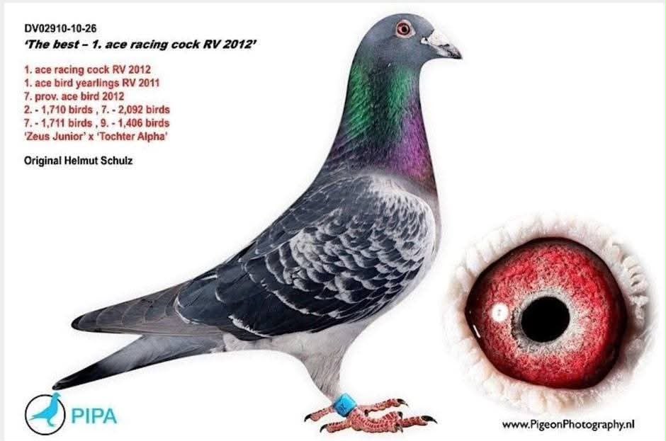 BG25-77200 ERKEK / POKERFACE 200