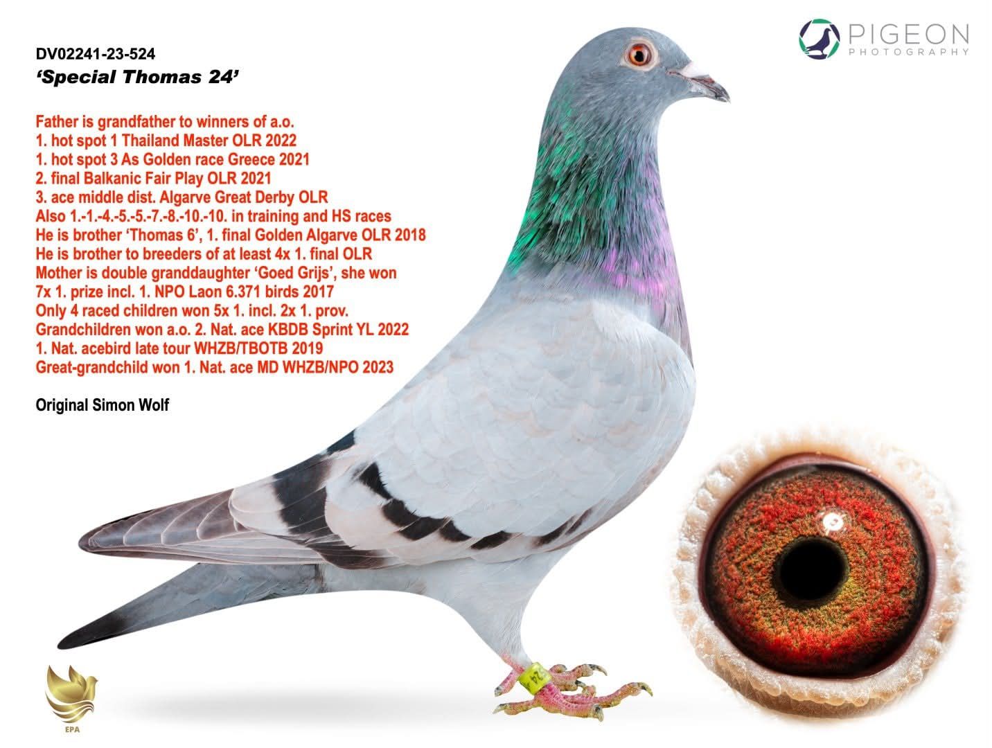 BG25-77231 ERKEK / EL ZARKA - THOMAS 1