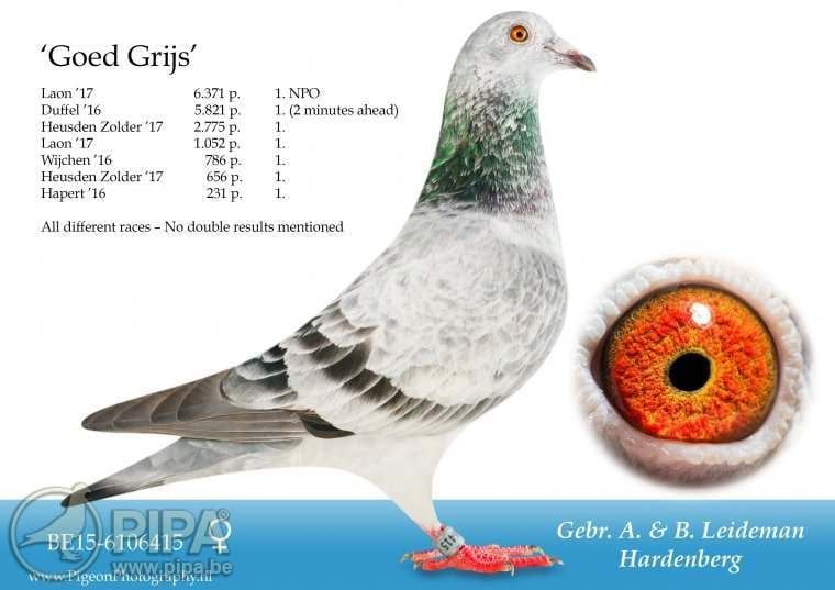 BG25-77231 ERKEK / EL ZARKA - THOMAS 1
