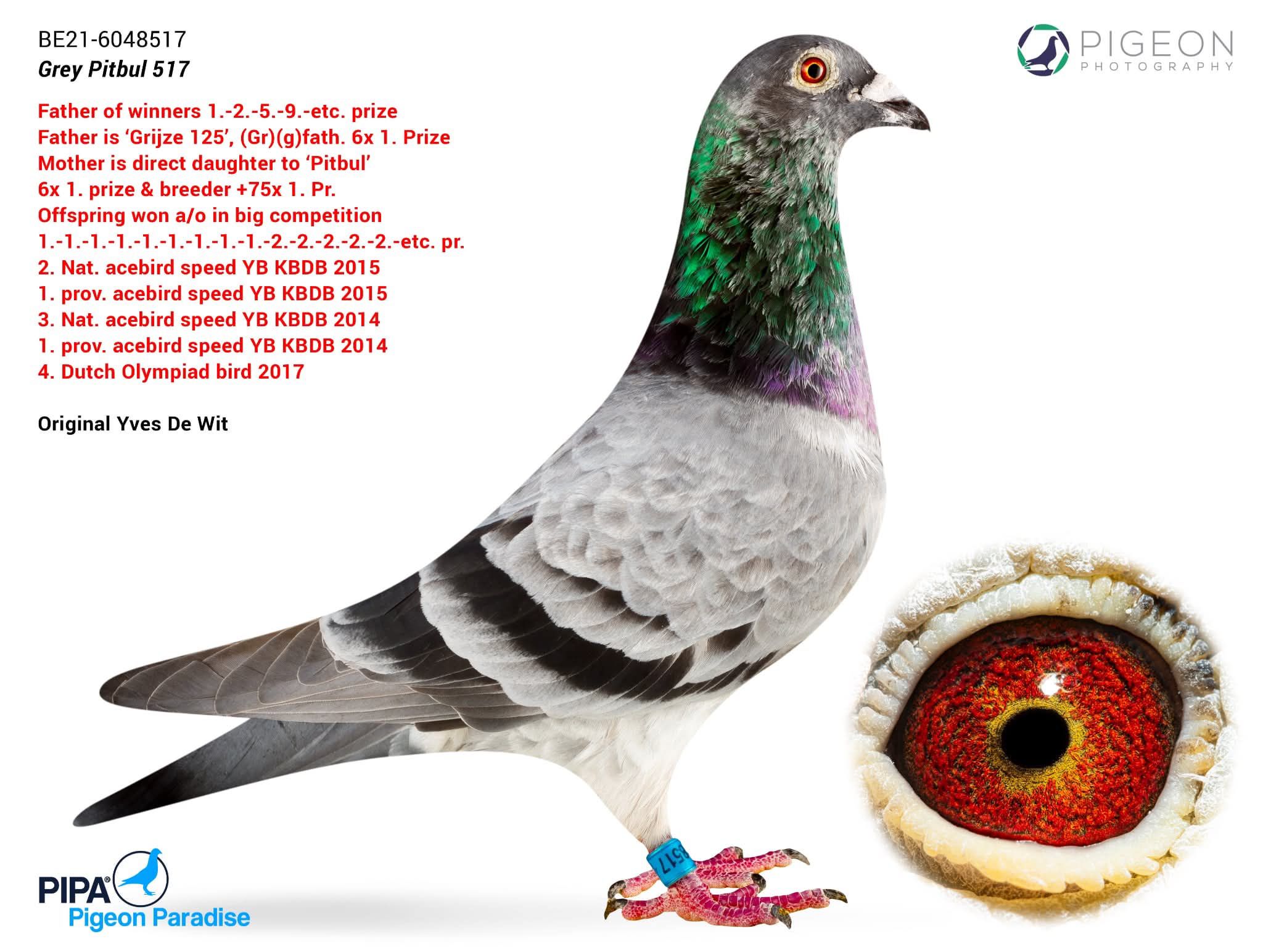 BG25-77231 ERKEK / EL ZARKA - THOMAS 1