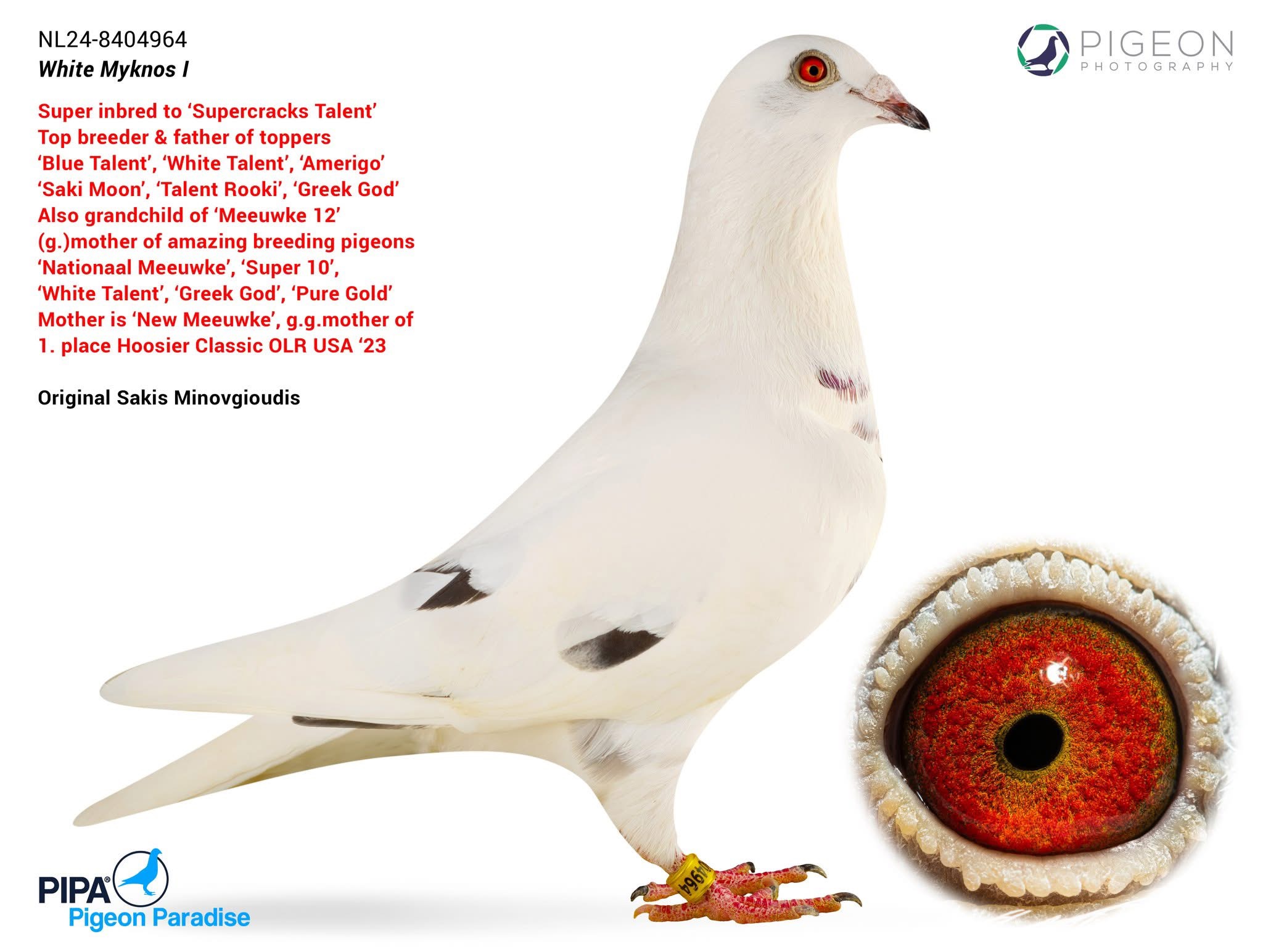 BG25-77235 ERKEK / OLIMPIC RICO 235