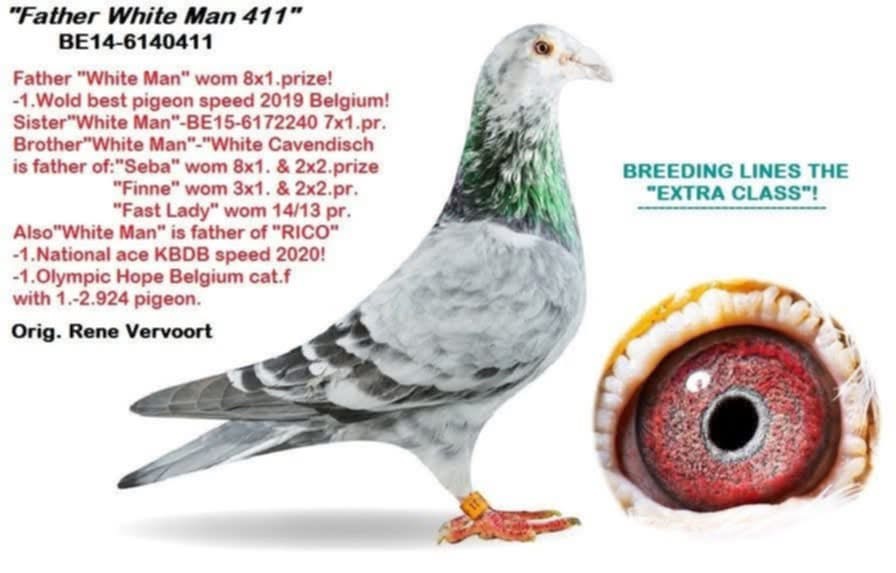 BG25-77235 ERKEK / OLIMPIC RICO 235