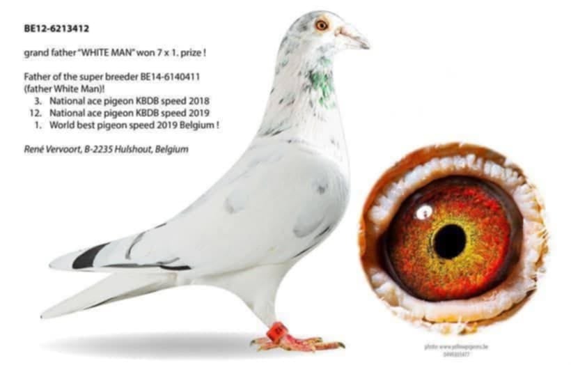 BG25-77235 ERKEK / OLIMPIC RICO 235