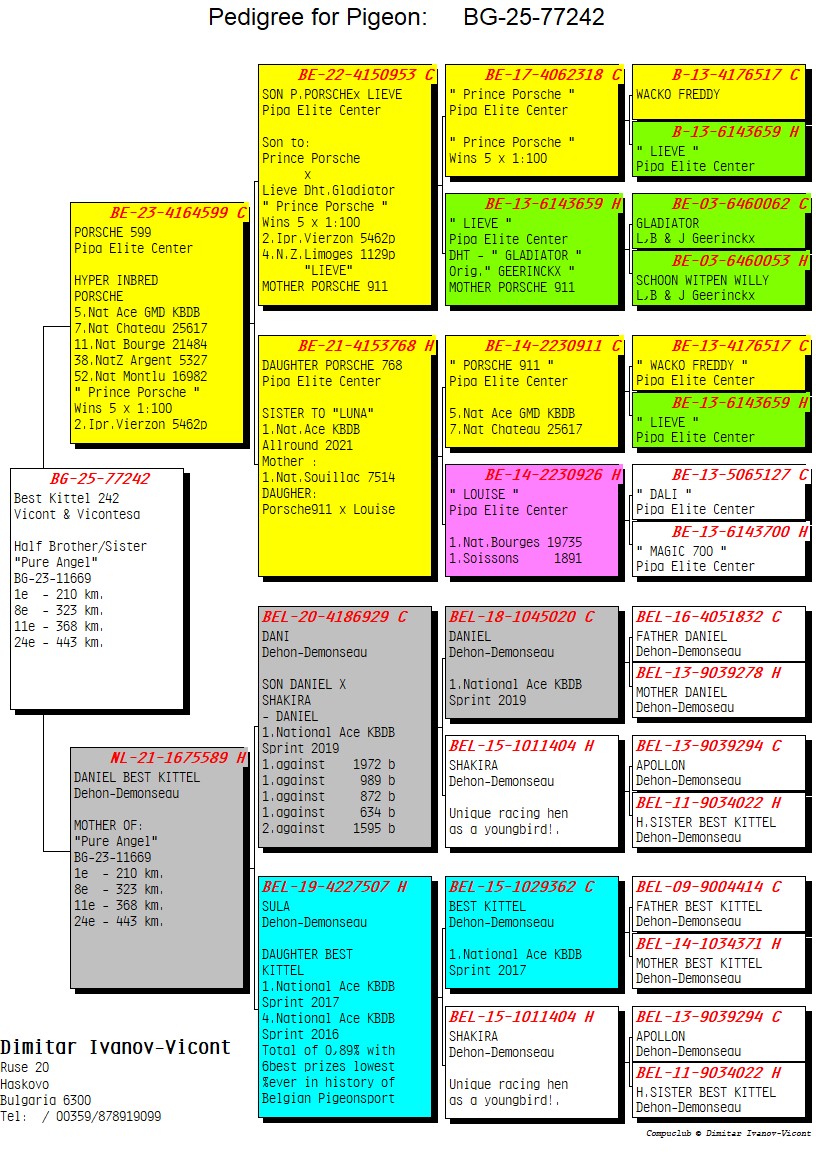 BG25-77242 DİŞİ / BEST KITTEL 242