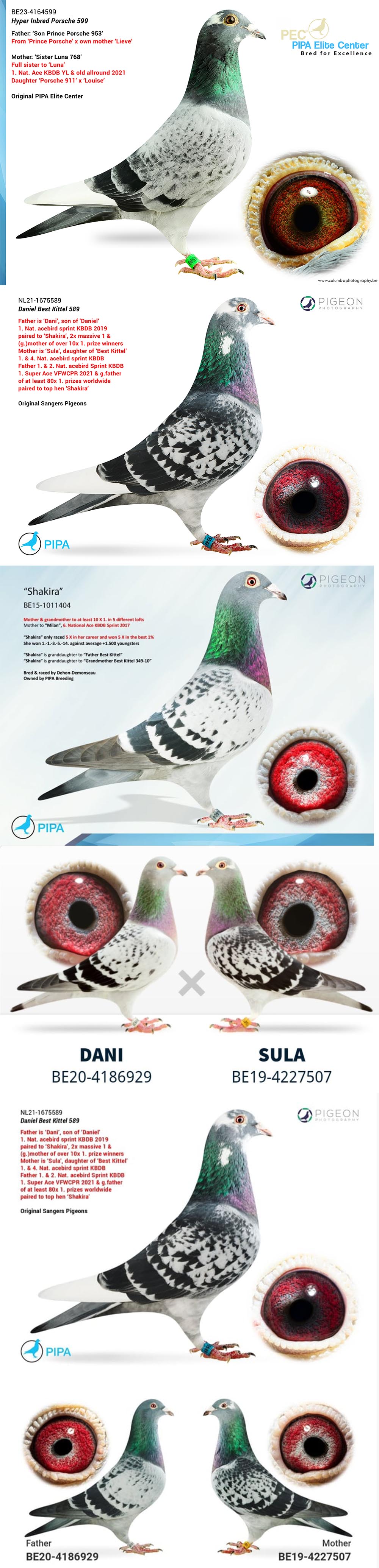 BG25-77242 DİŞİ / BEST KITTEL 242