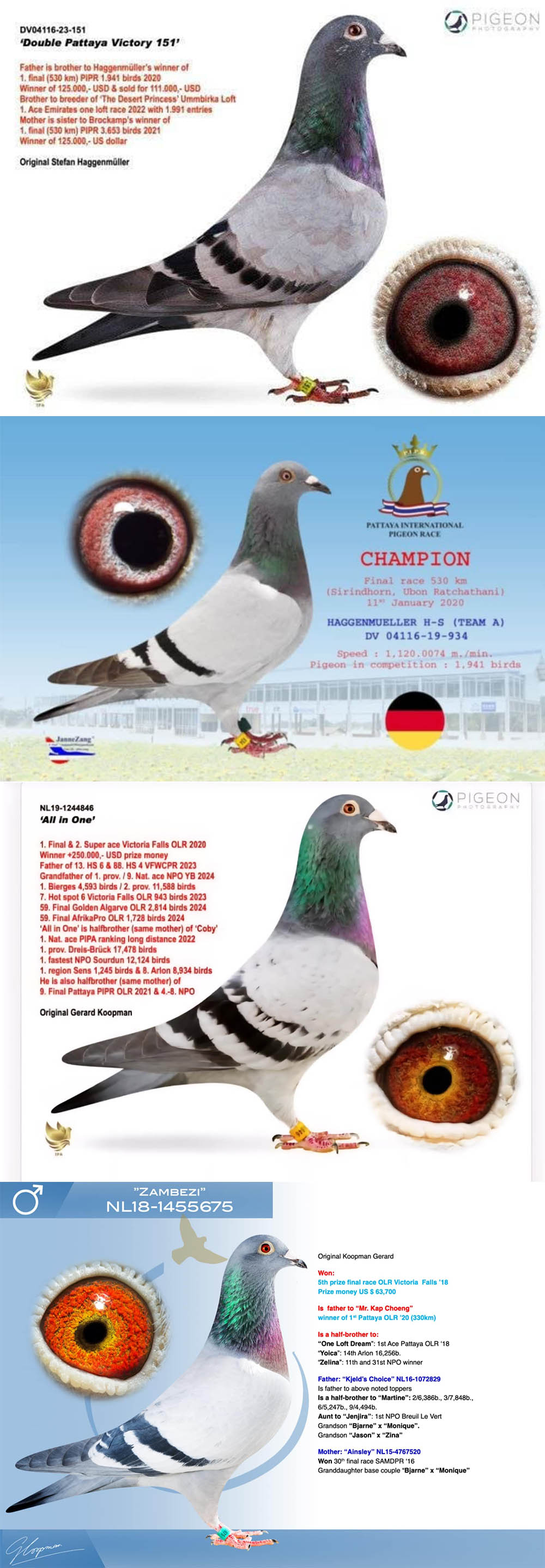 BG25-77281 DİŞİ / KOOPMAN 281