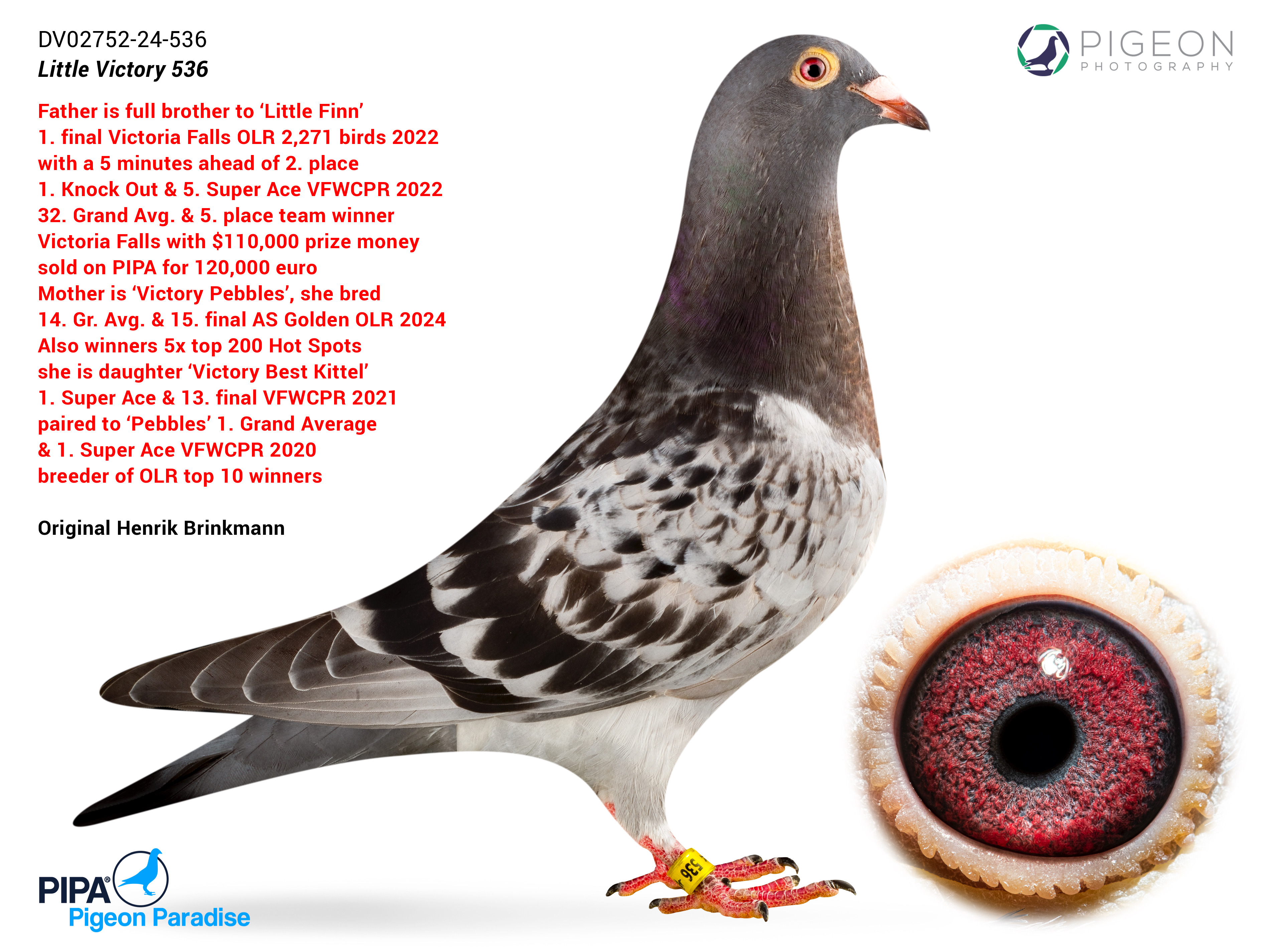 BG25-77287 DİŞİ /  TOM GAVER FINN - LITTLE FINN - VICTORIA BEST KITTEL