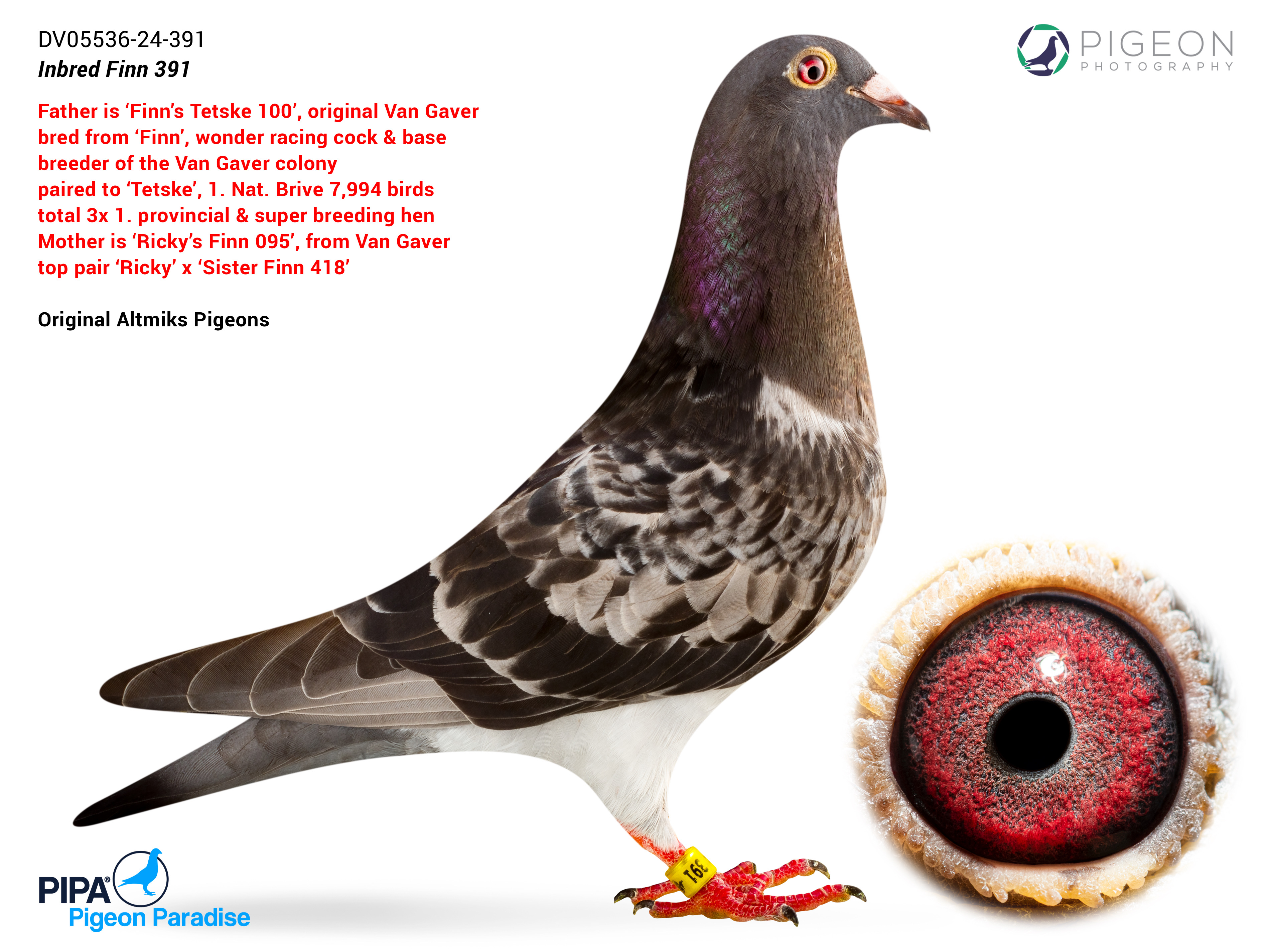 BG25-77287 DİŞİ /  TOM GAVER FINN - LITTLE FINN - VICTORIA BEST KITTEL