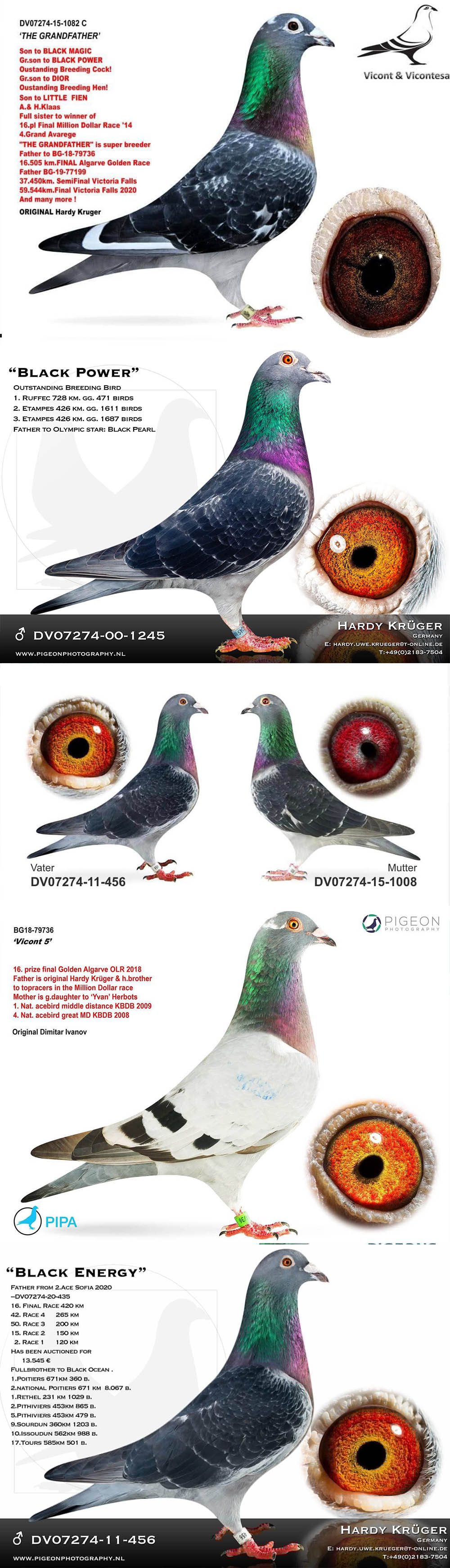 BG25-77328 DİŞİ / HARDY KRUGER % 100