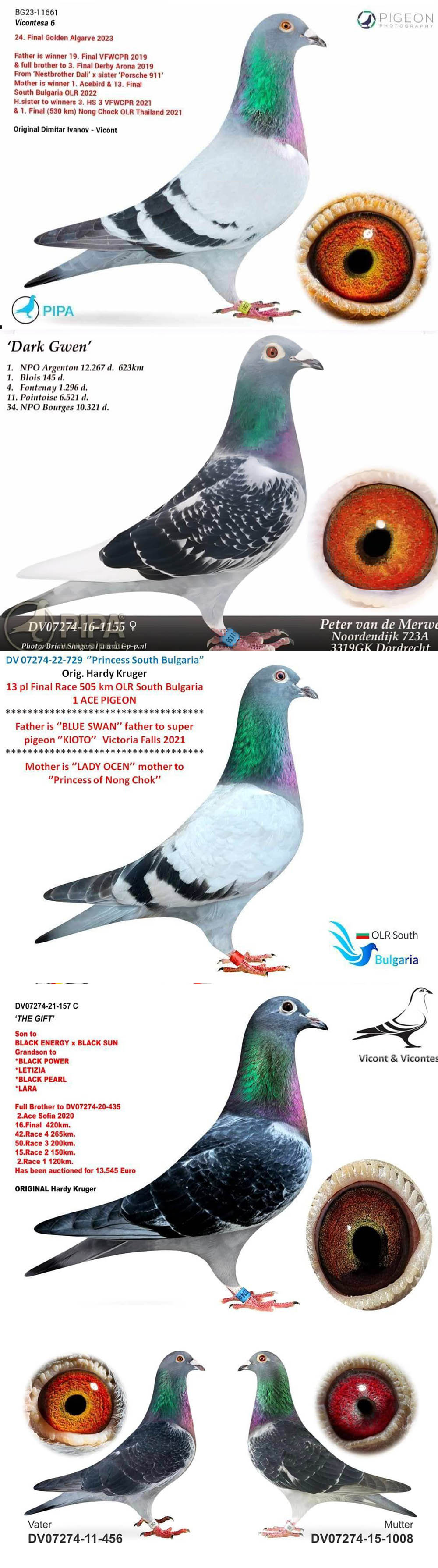 BG25-77366 ERKEK / HARDY KRUGER % 100