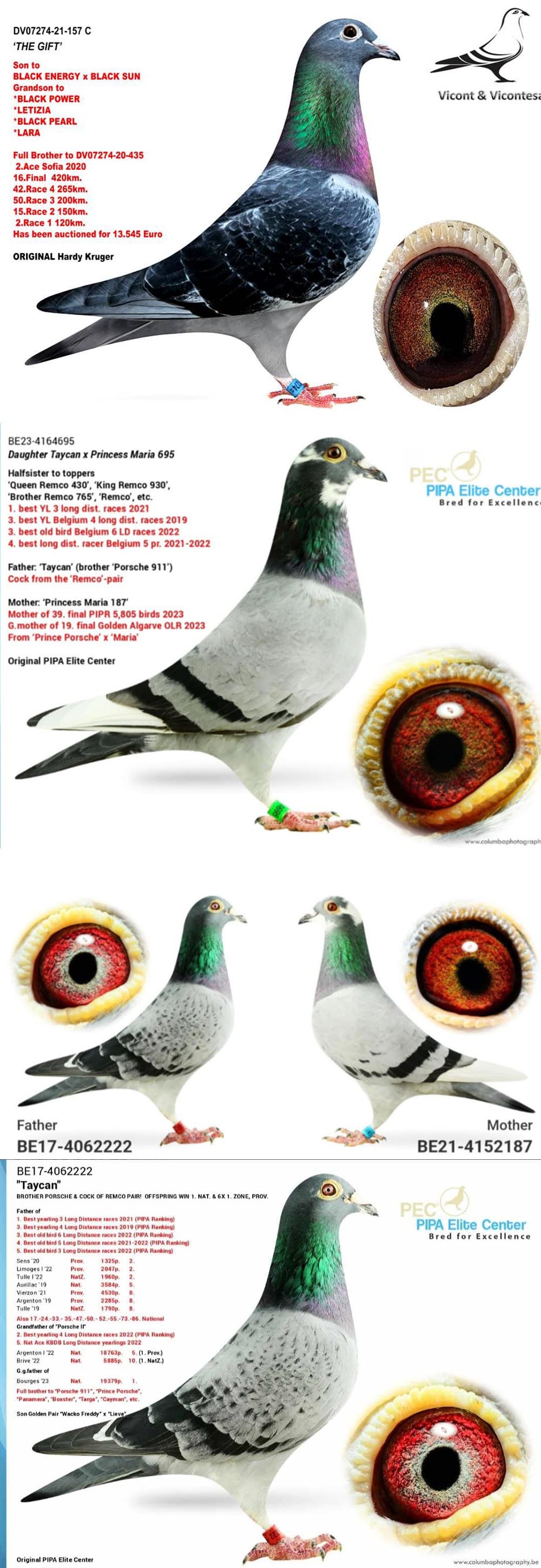 BG25-77371 DİŞİ / SUPER PORSCHE KRUGER 371