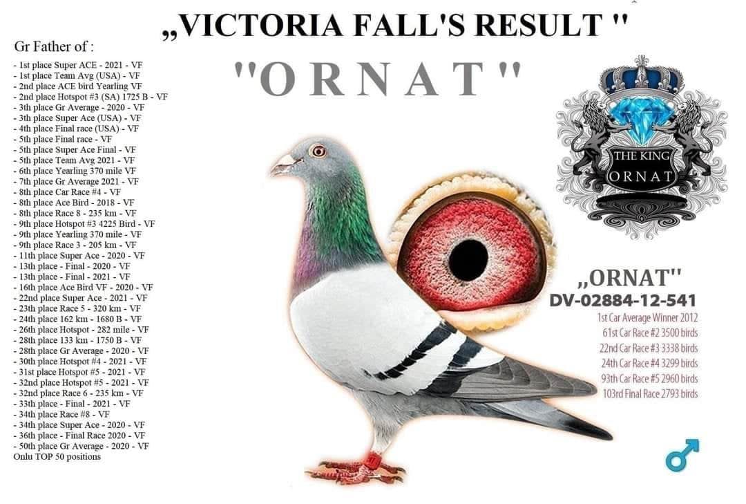 BG25-77374 ERKEK / ORNAT X SORAIA