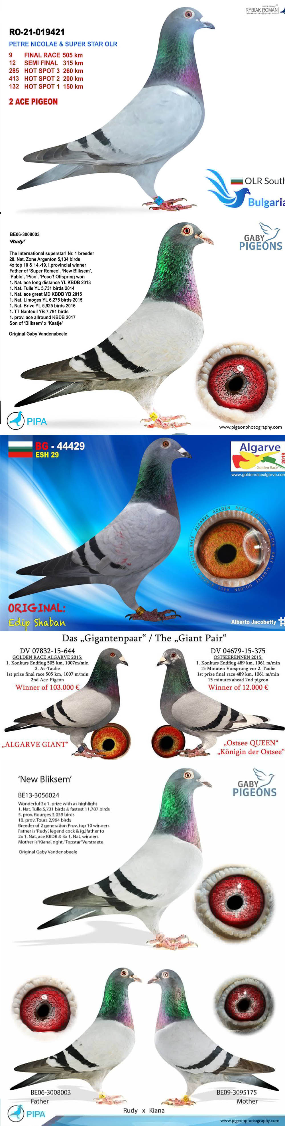 BG25-77392 DİŞİ / SUPER GABY 392