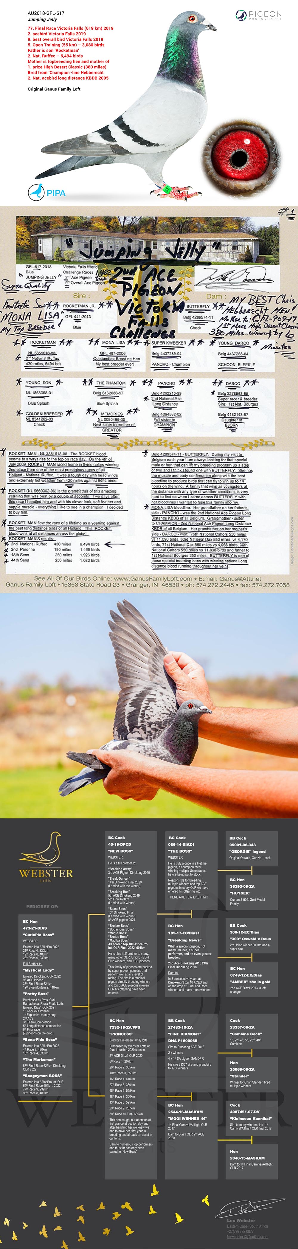 BG25-77408 DİŞİ / GANUS 408