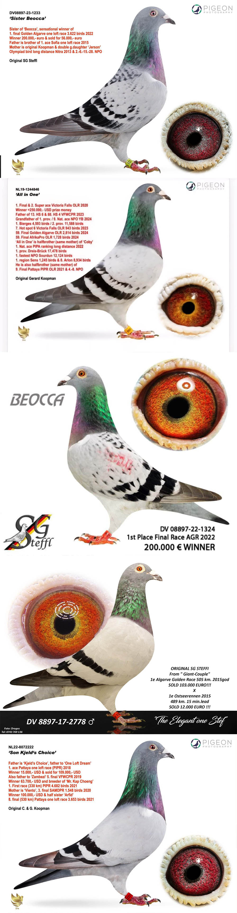 BG25-77413 ERKEK / SUPER STEFFL 443 