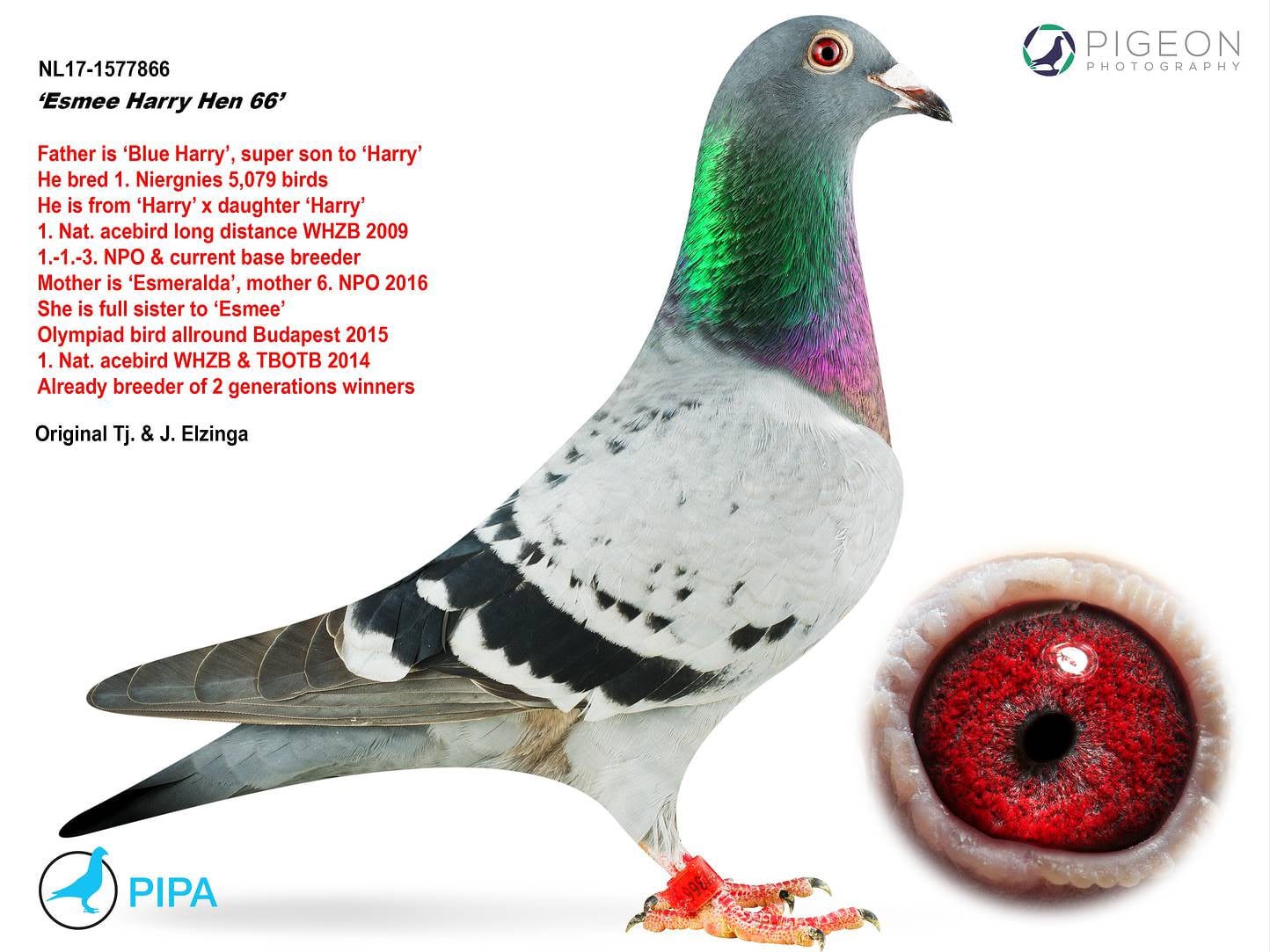 BG25-77416 ERKEK / SUPER KOOPMAN 416