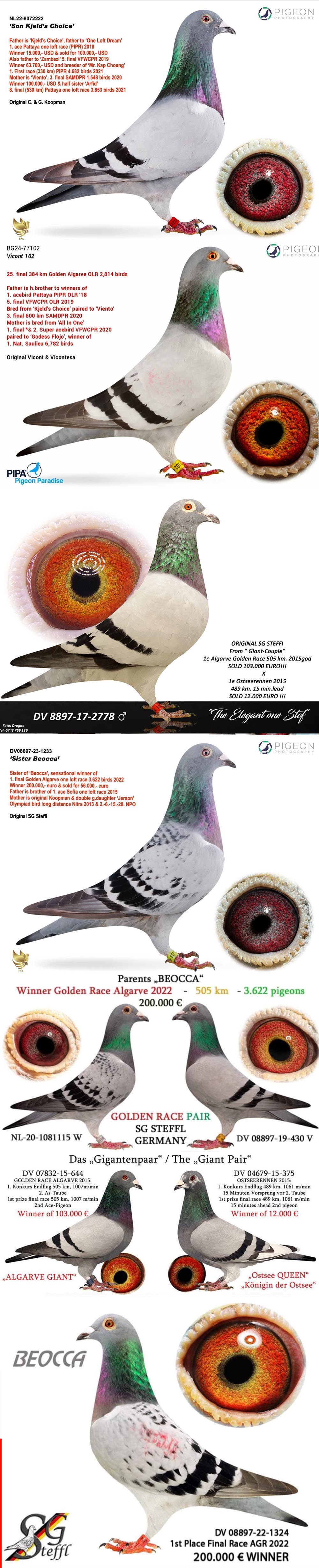 BG25-77423 DİŞİ / SUPER KOOPMAN 423