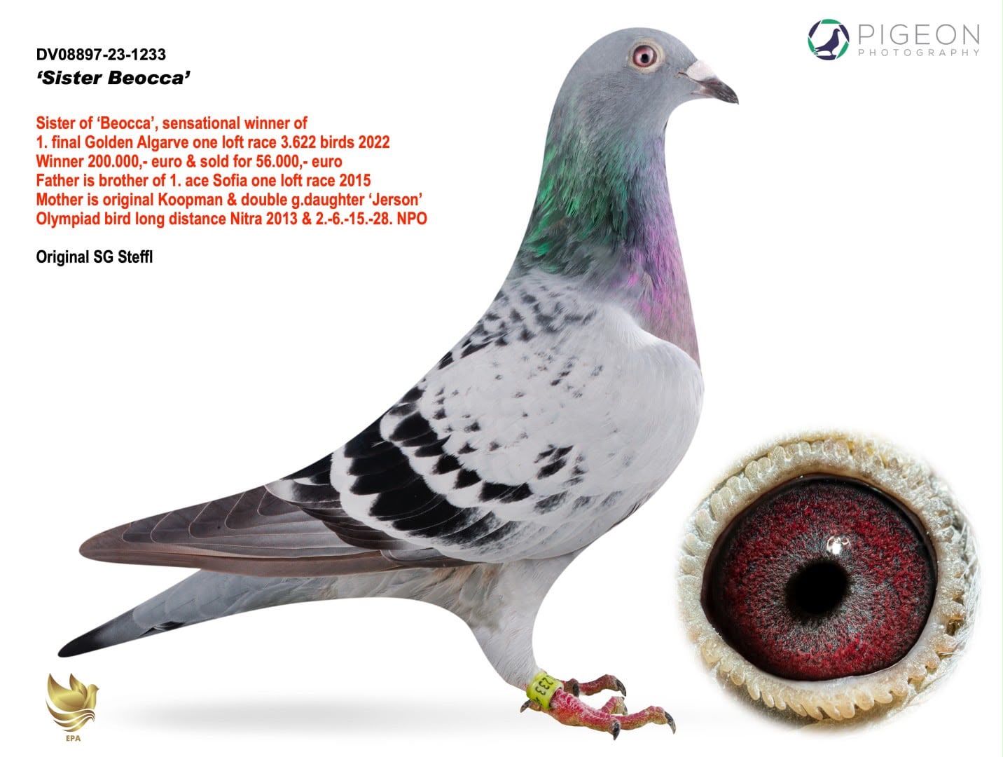 BG25-77424 ERKEK / SUPER KOOPMAN 424