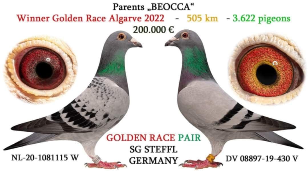 BG25-77424 ERKEK / SUPER KOOPMAN 424
