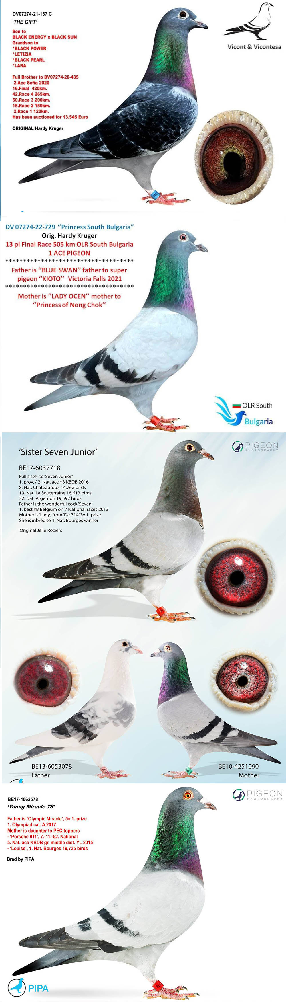 BG25-77431 DİŞİ / SUPER HARDY 431