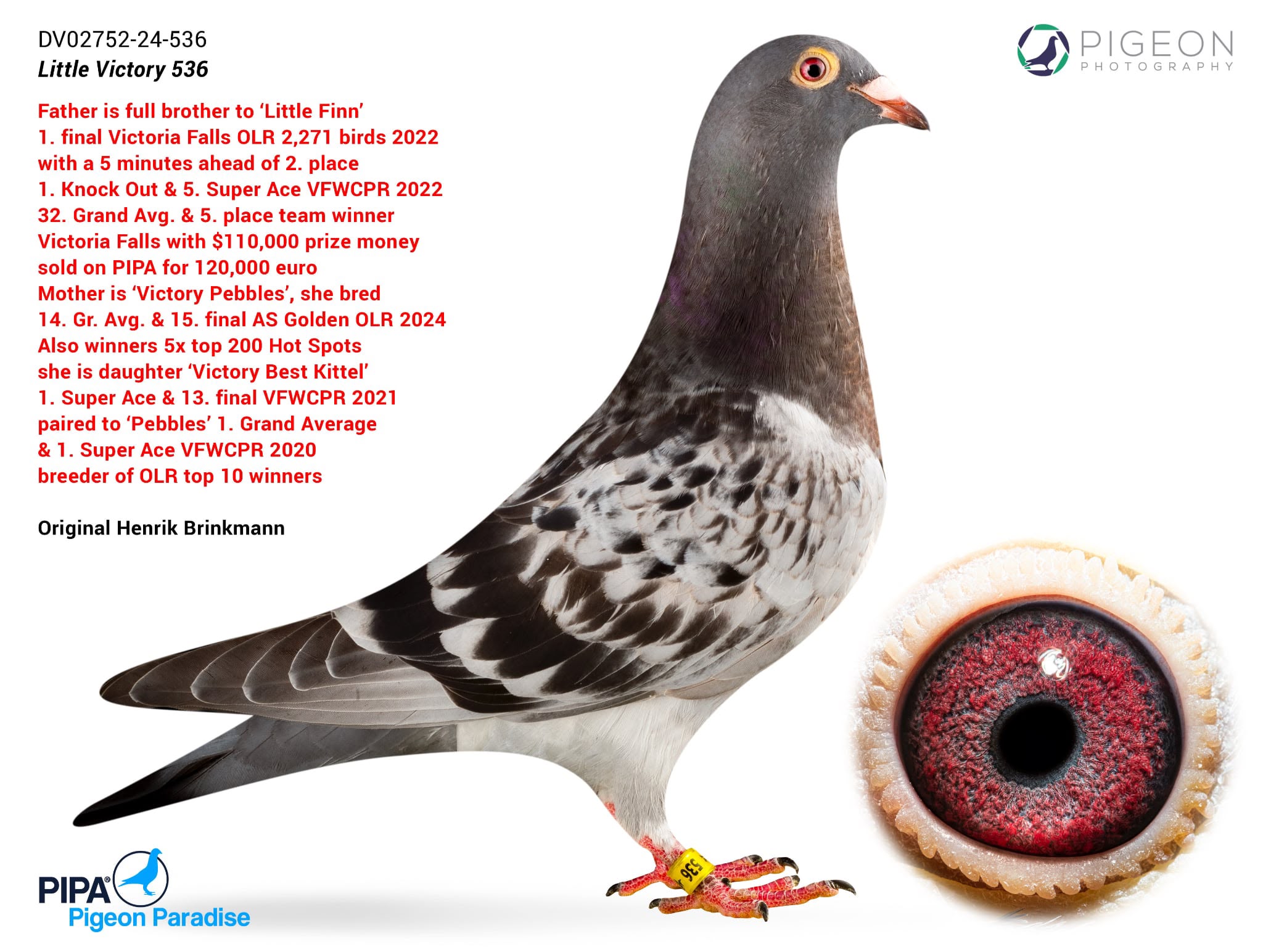 BG25-77445 ERKEK / TOM VAN GAVER 445