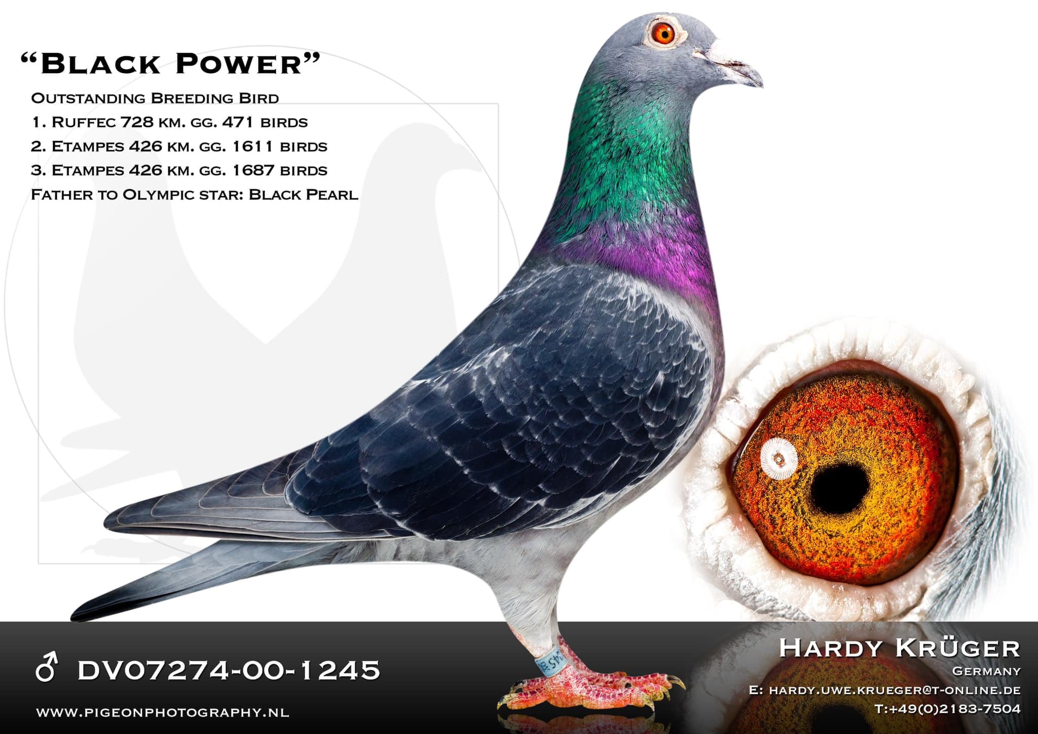 BG25-77449 DİŞİ / PERFEKT HARDY 449