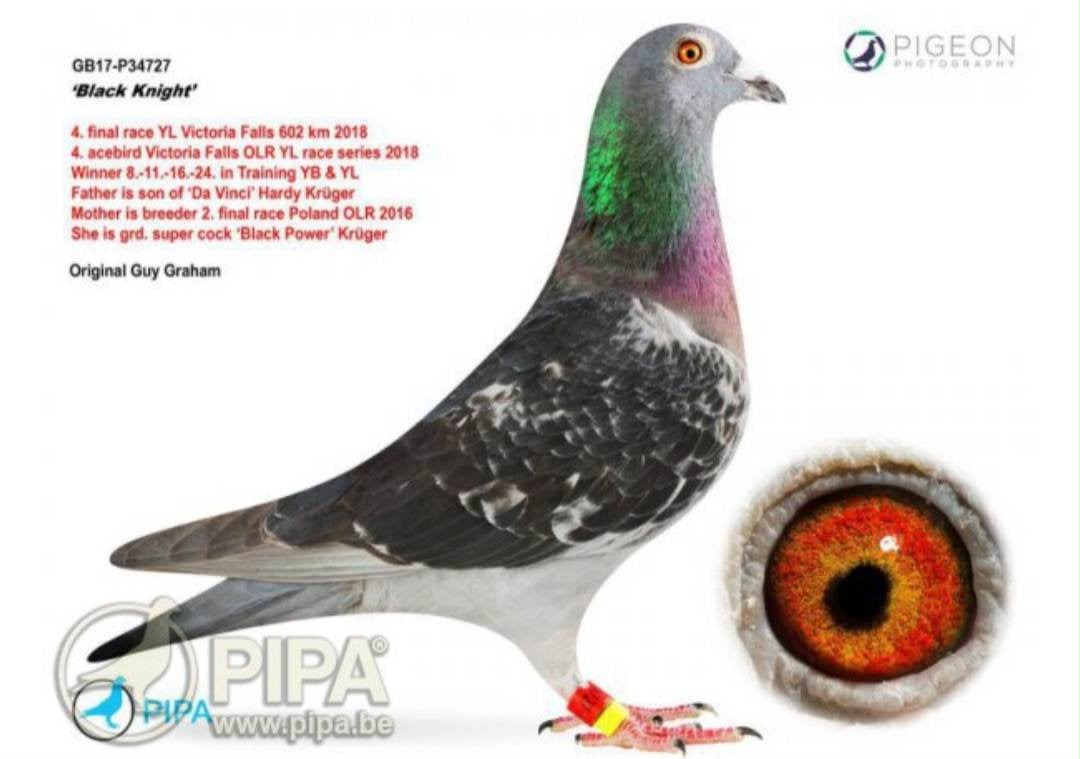 BG25-77449 DİŞİ / PERFEKT HARDY 449