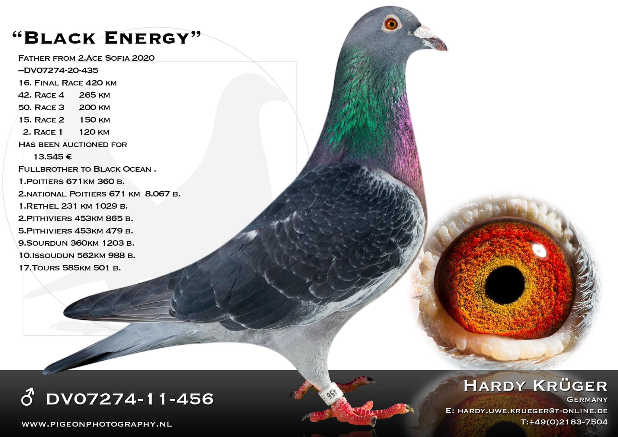BG25-77449 DİŞİ / PERFEKT HARDY 449