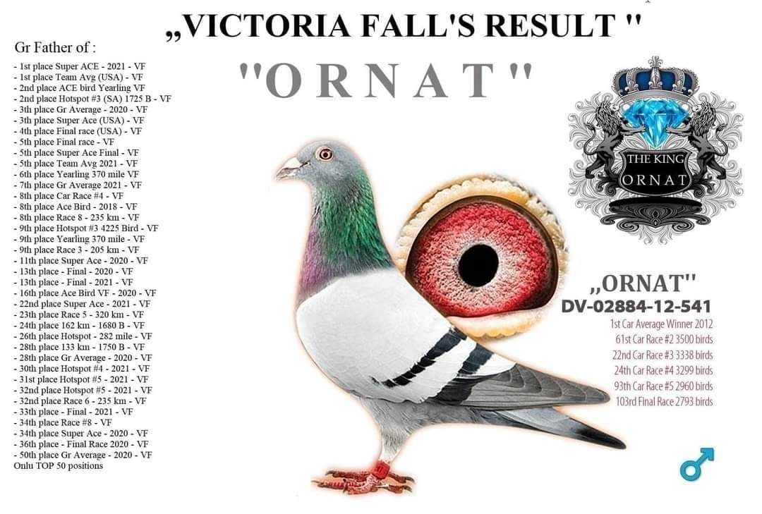BG25-77457 DİŞİ / INBREED ISABEL ( ORNAT SORIA )