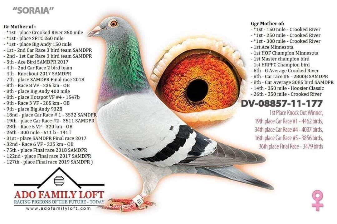 BG25-77457 DİŞİ / INBREED ISABEL ( ORNAT SORIA )