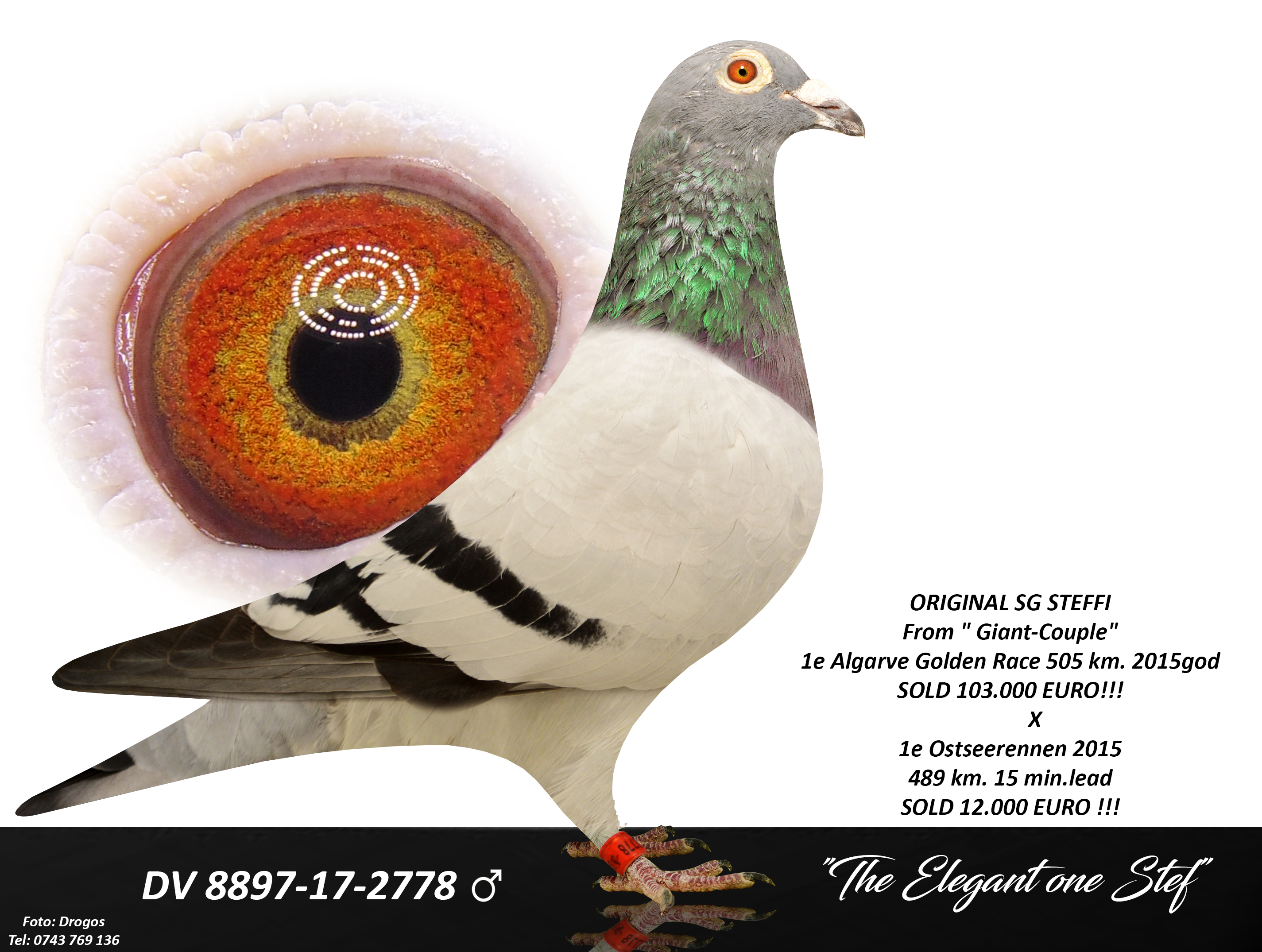 BG25-77458 DİŞİ / SG STEFFL % 100  BABASI ALGARVE GIANT ANNESİ 1ACE ALGARVE X 1 ACE ALGARVE