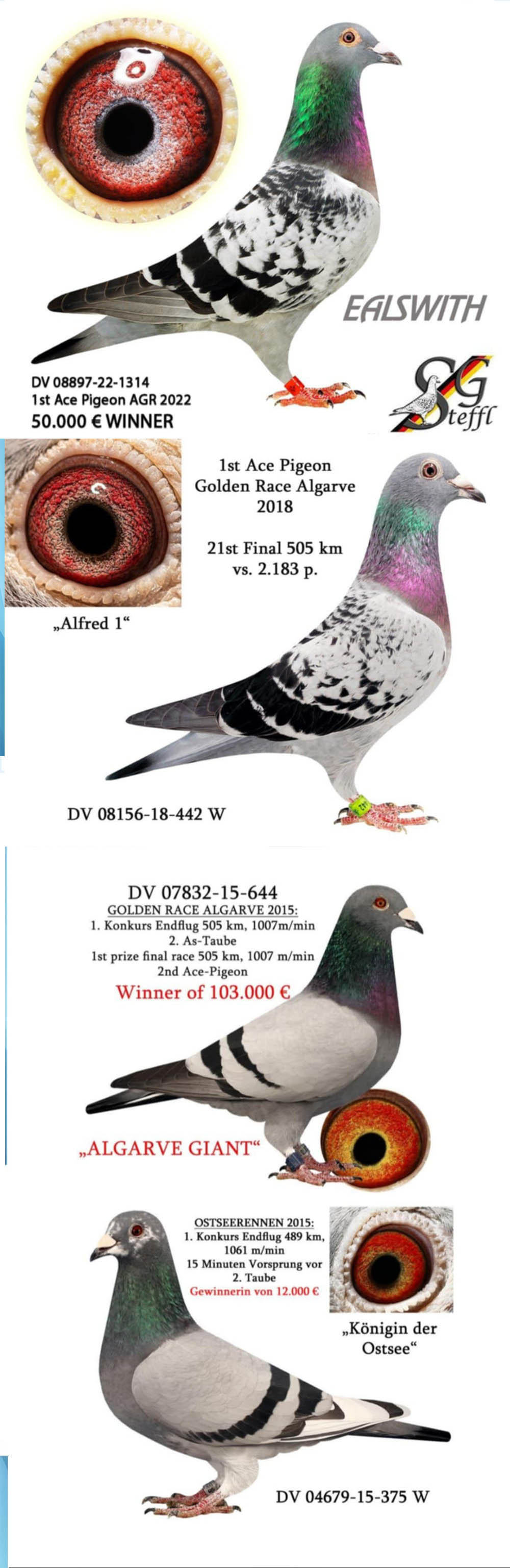 BG25-77458 DİŞİ / SG STEFFL % 100  BABASI ALGARVE GIANT ANNESİ 1ACE ALGARVE X 1 ACE ALGARVE