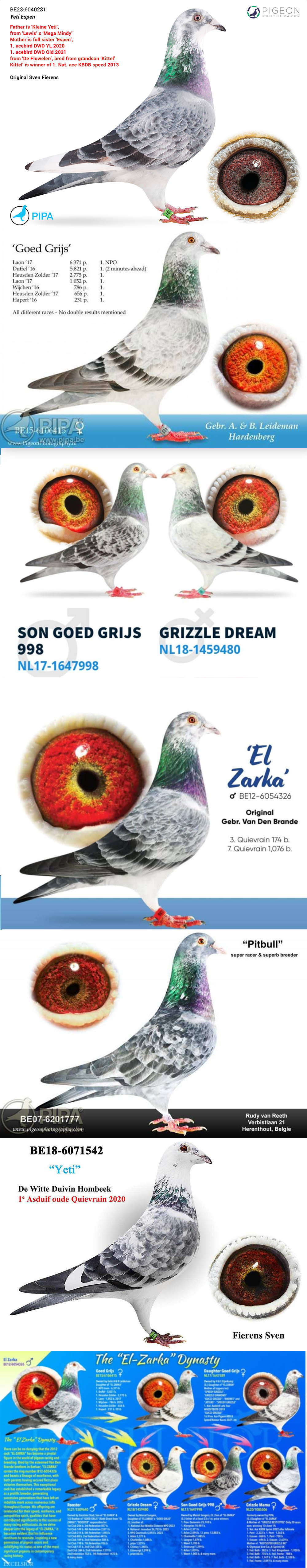 BG25-77462 ERKEK / PITBULL X GOED GRIJS 