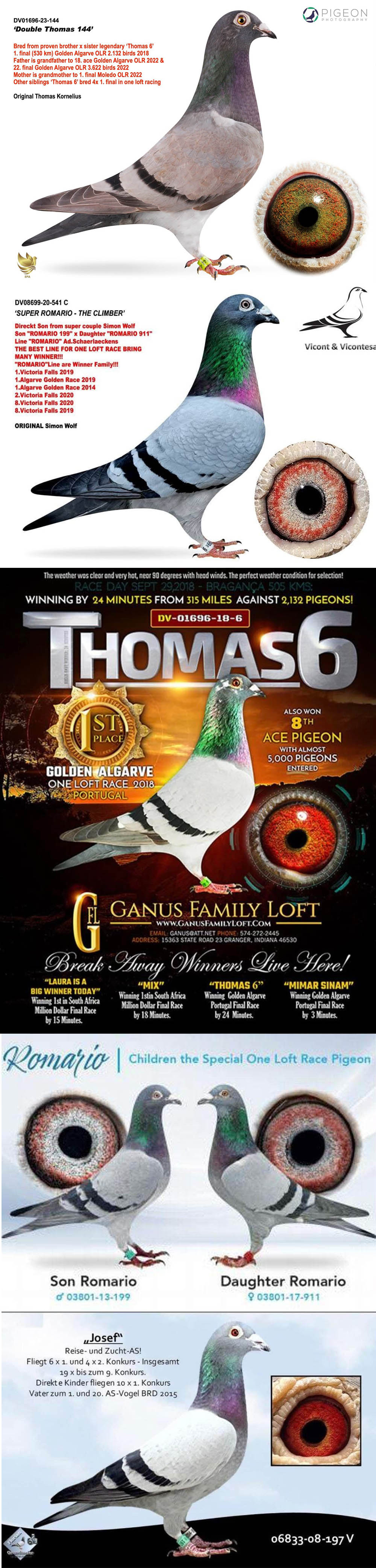 BG25-77467 DİŞİ / ROMARIO 467