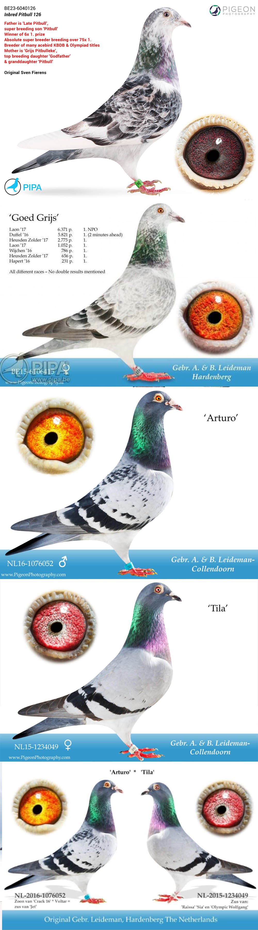 BG25-77469 ERKEK / GOED GRIJS X PITBULL